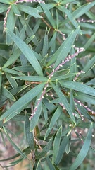 Leucopogon affinis