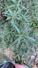 Leucopogon affinis
