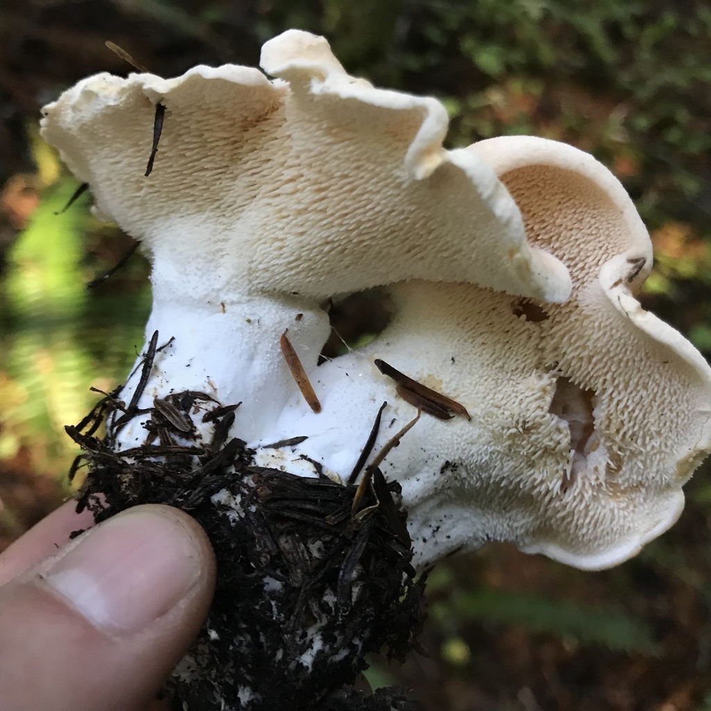 Hydnum subg. Hydnum