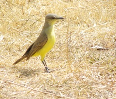 Machetornis rixosa