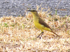 Machetornis rixosa