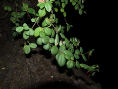 Sarmienta scandens