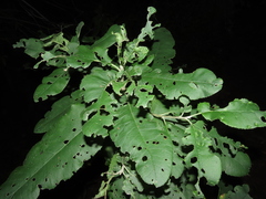 Acrisione denticulata