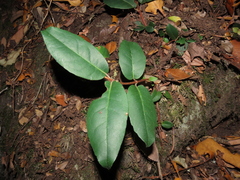 Hydrangea serratifolia