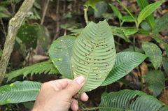 Palicourea croatii