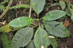Palicourea croatii