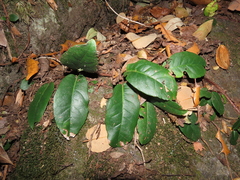 Hydrangea serratifolia