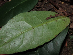 Hydrangea serratifolia