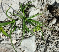 Cyperus cyperoides