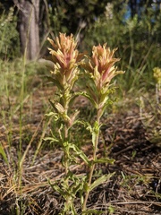 Castilleja chlorotica