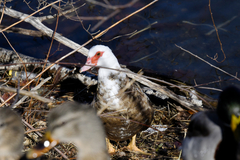 Cairina moschata domestica