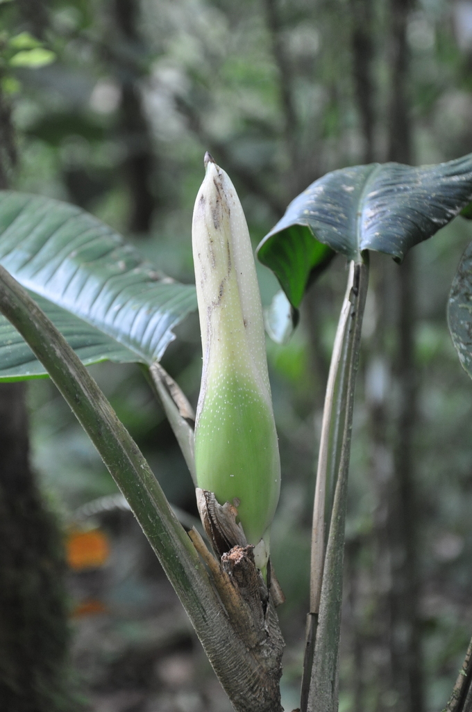Philodendron ichthyoderma