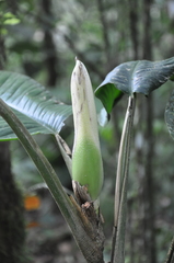 Philodendron ichthyoderma
