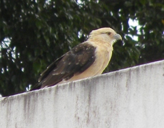 Daptrius chimachima