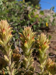 Castilleja chlorotica