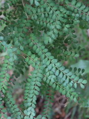 Sophora cassioides