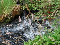 Francoa appendiculata