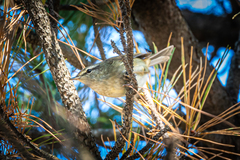 Horornis diphone cantans