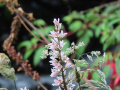 Francoa appendiculata