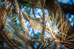 Horornis diphone cantans