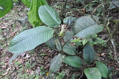 Philodendron ichthyoderma