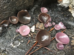 Ionopezia gerardii