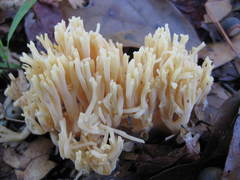 Ramaria conjunctipes