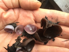 Ionopezia gerardii
