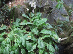 Francoa appendiculata