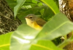 Setophaga ruticilla