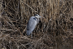 Ardea herodias