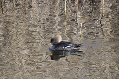 Lophodytes cucullatus