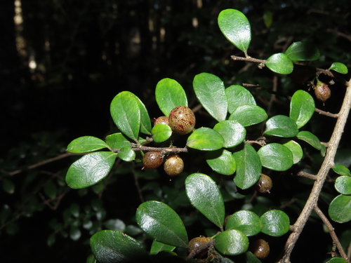 Boxleaf azara (Azara microphylla)