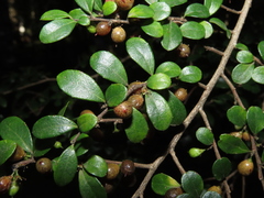 Azara microphylla