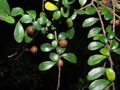 Azara microphylla