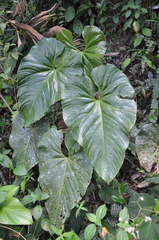 Anthurium suffusum