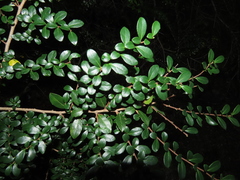 Azara microphylla