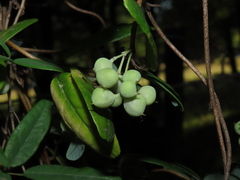 Boquila trifoliolata