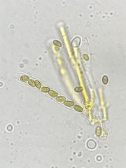 Martininia panamaensis