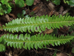 Blechnum microphyllum