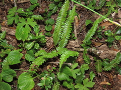 Blechnum microphyllum