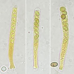 Martininia panamaensis