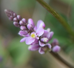 Polygala turgida