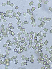 Martininia panamaensis