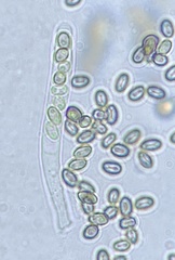 Martininia panamaensis