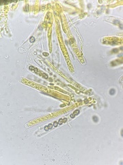Martininia panamaensis