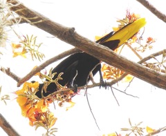 Psarocolius decumanus