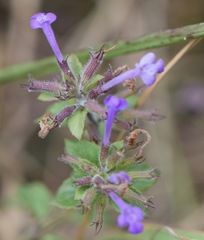 Hedeoma costata