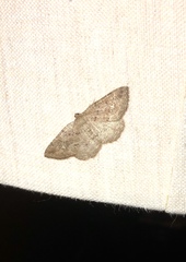 Homochlodes lactispargaria