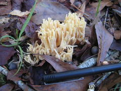 Ramaria conjunctipes